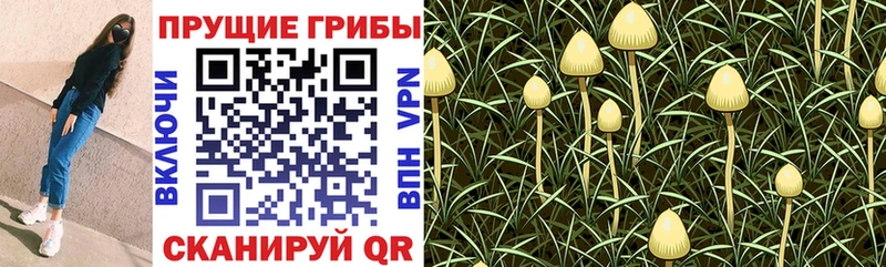 Псилоцибиновые грибы Psilocybine cubensis дарнет шоп Бердск
